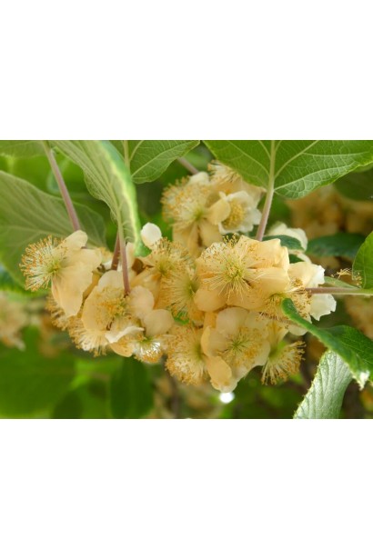 Актинідія делікатесна Закарпатський (самоплідний)